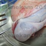 Cryopreservation of Testis and Sperms from Testis