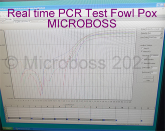 Microboss PCR Kits for veterinary medicine