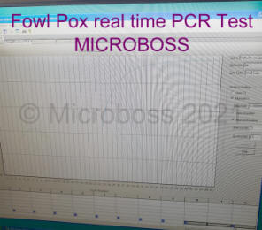 Fowl Pox PCR Kit Microboss