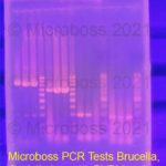 Blue Tongue PCR Kit Microboss