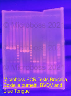 Blue Tongue PCR Kit Microboss