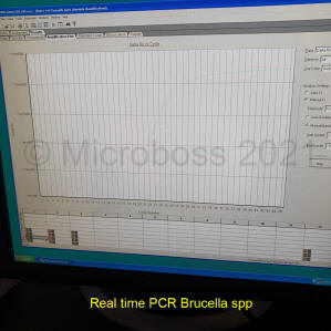 Brucella PCR Kit Microboss