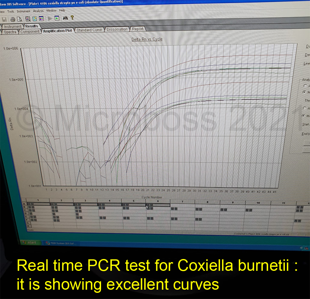 Coxiella burnetii PCR Kit Microboss