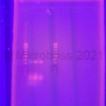 Yersinia enterocolitica PCR Kit Microboss