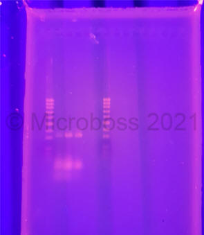 Yersinia enterocolitica PCR Kit Microboss