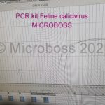 Feline Calicivirus PCR Kit Microboss