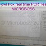 Fowl Pox PCR Kit Microboss