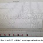 Avian influenza H5N1 PCR Kit Microboss