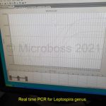 Leptospira genus PCR Kit Microboss
