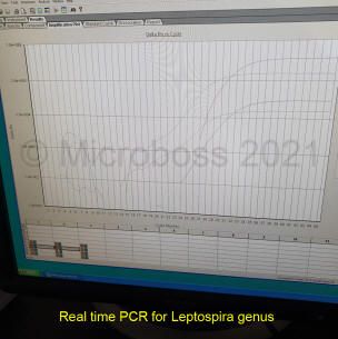 Leptospira genus PCR Kit Microboss